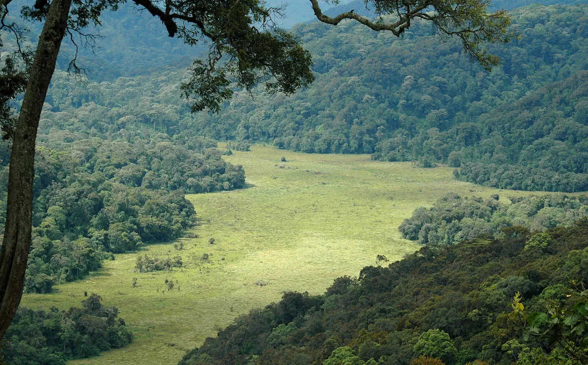 Bwindi Swamp by Andrew Plumptre