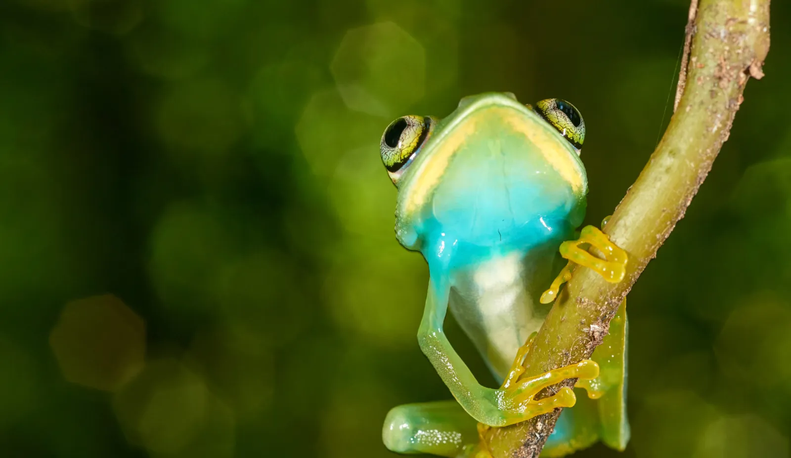Barbours forest tree frog by Michele Menegon