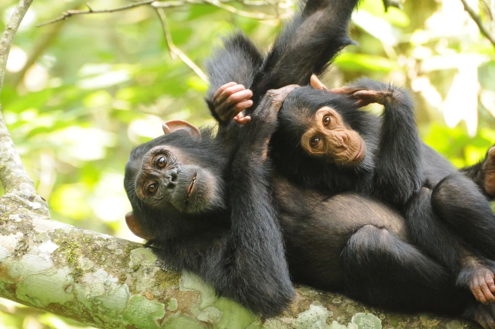 Chimp juveniles lying on branch by Andy Plumptre
