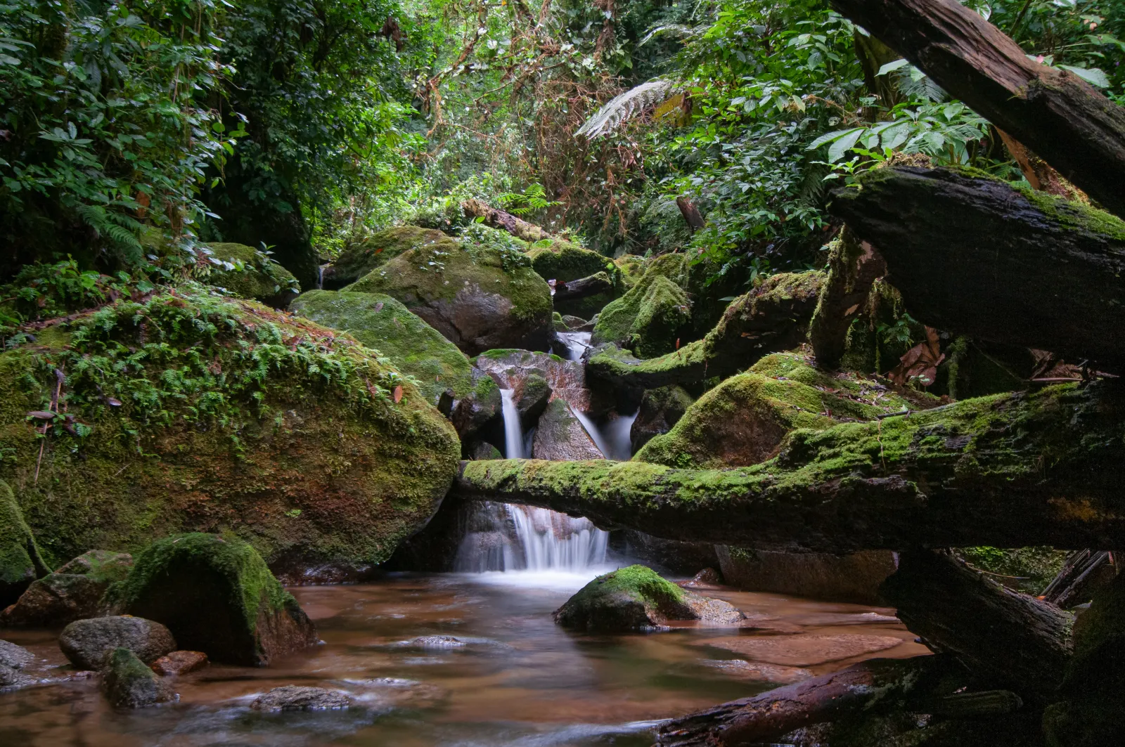 Cusuco by Andrew Snyder