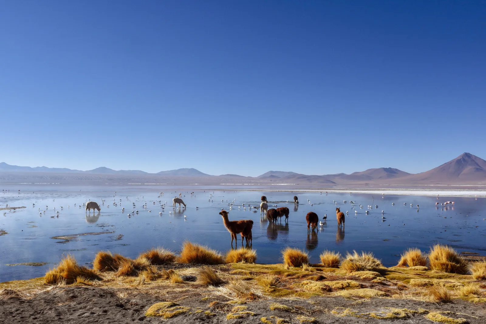 Uyuni