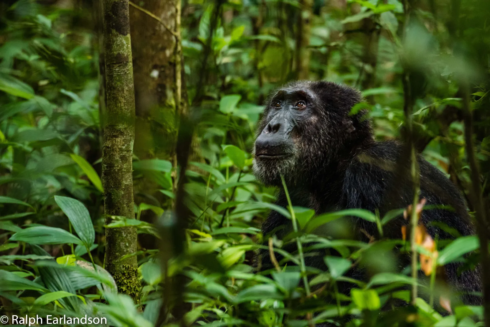 A chimpanzee in Kibale National Park, Uganda © Ralph Earlandson