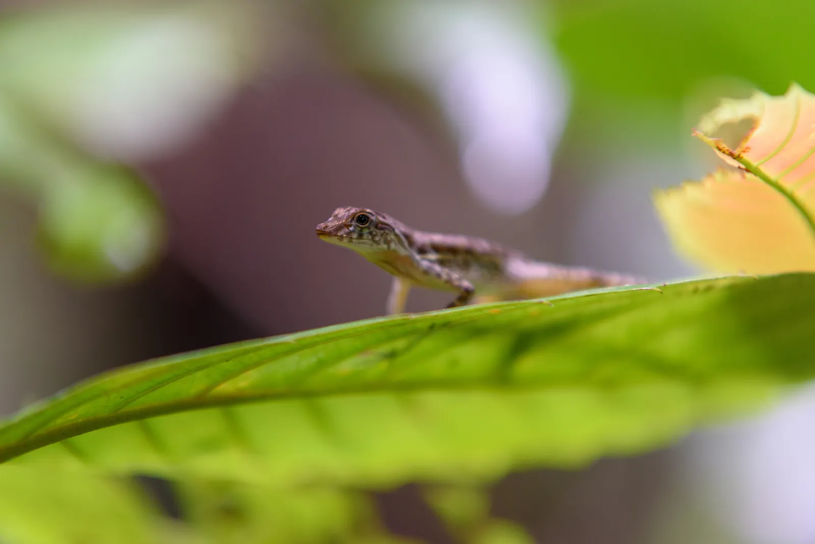 An unidentified anole from Cocobolo Nature Reserve, Panama.