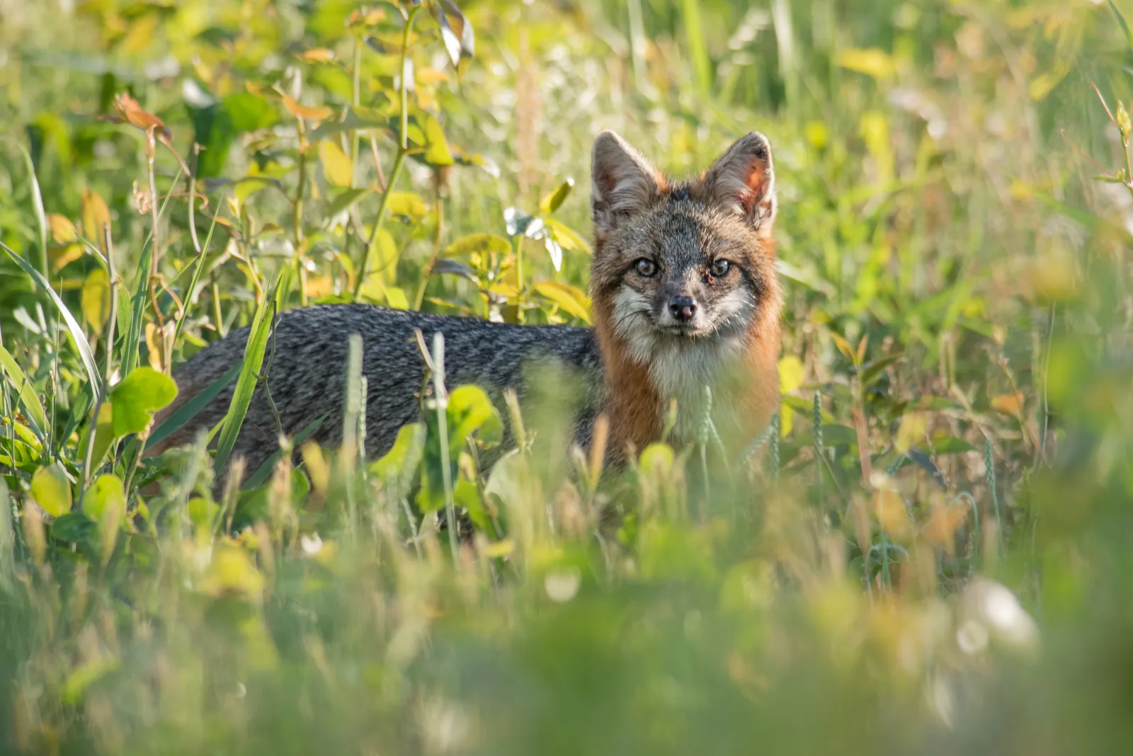 Gray fox (Urocyon cinereoargenteus) - Duck, North Carolina