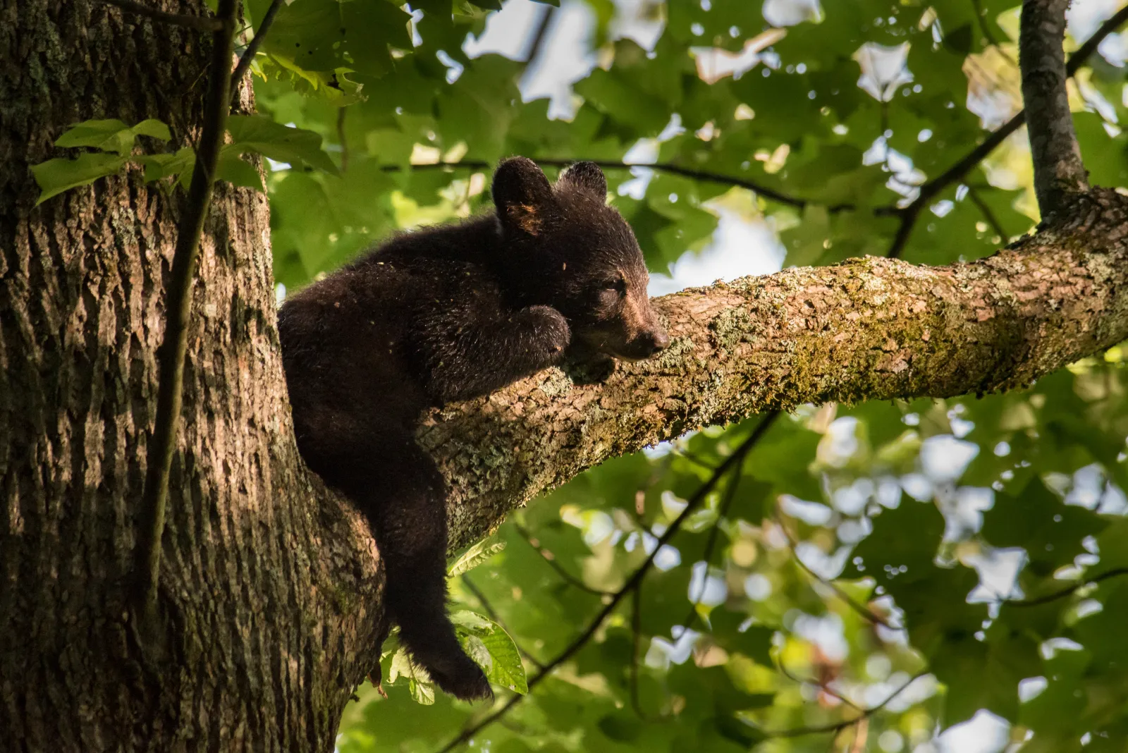 A black bear cub rests in a tree - Great Smoky Mountains National Park, Tennessee