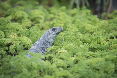 lizard