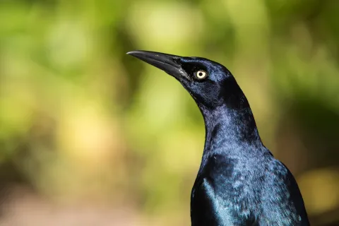black bird header
