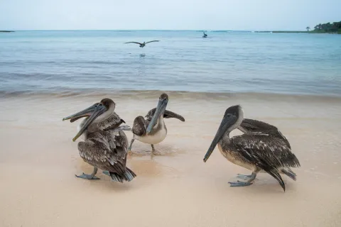 pelicans