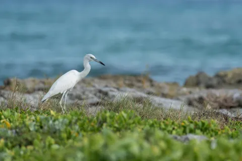 white bird header