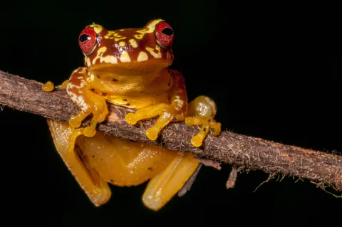 frog