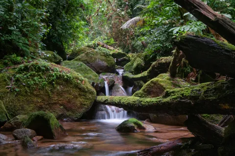 Cusuco header image