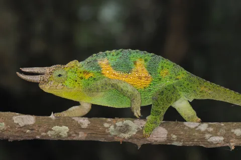 Jacksons three-horned chamaeleon