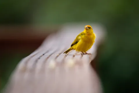 Male saffron finch