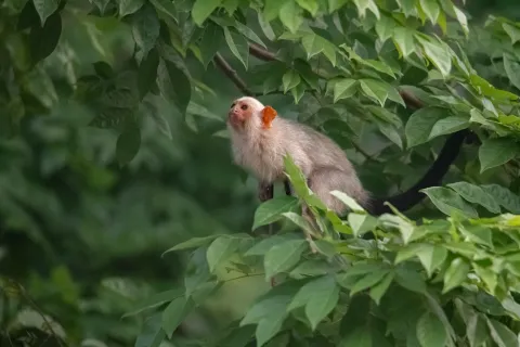 Silvery marmoset