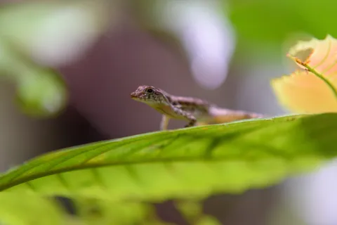 An unidentified anole from Cocobolo Nature Reserve, Panama.