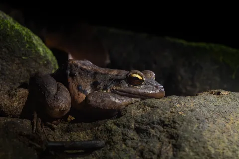 Leptodactylus fallax. Dominica.