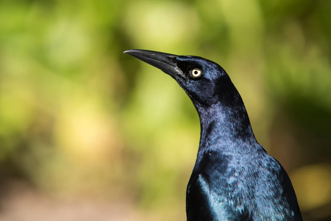 black bird header