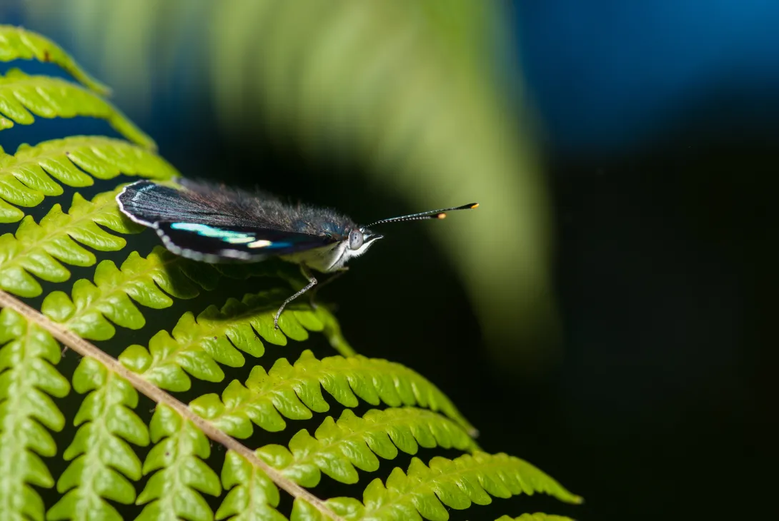 butterfly