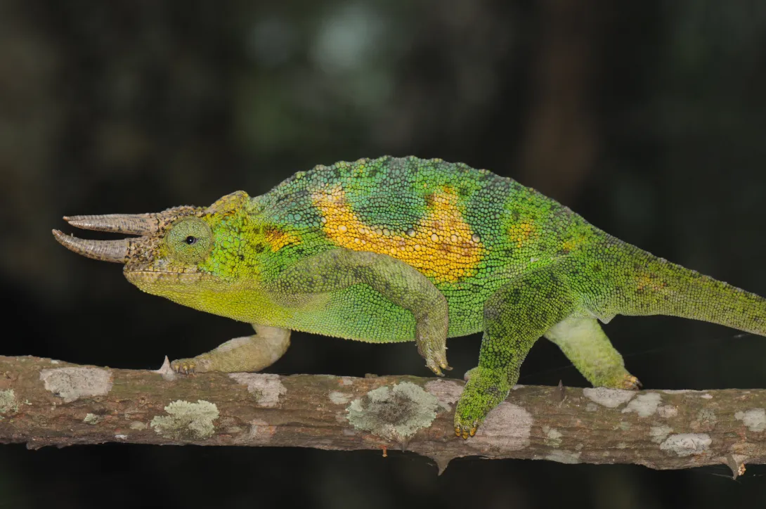 Jacksons three-horned chamaeleon