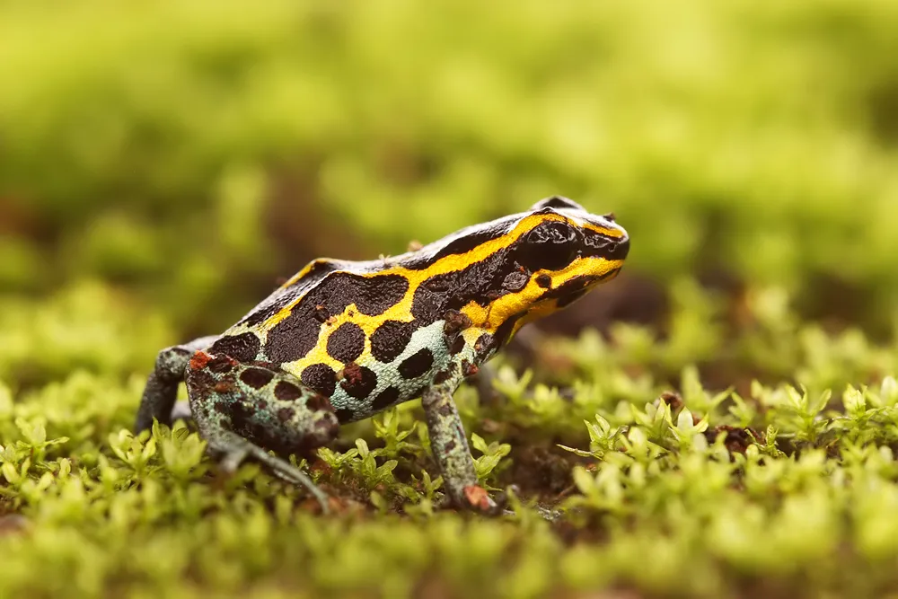 Ranitomeya amazonica