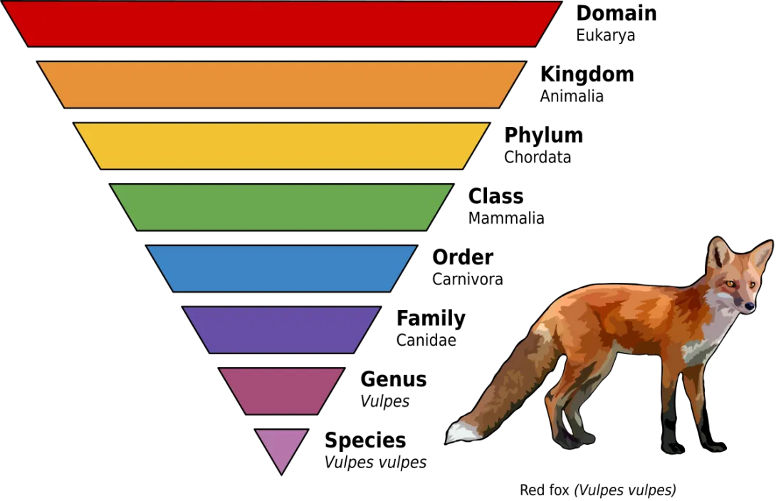 Taxonomic_Rank_Graph