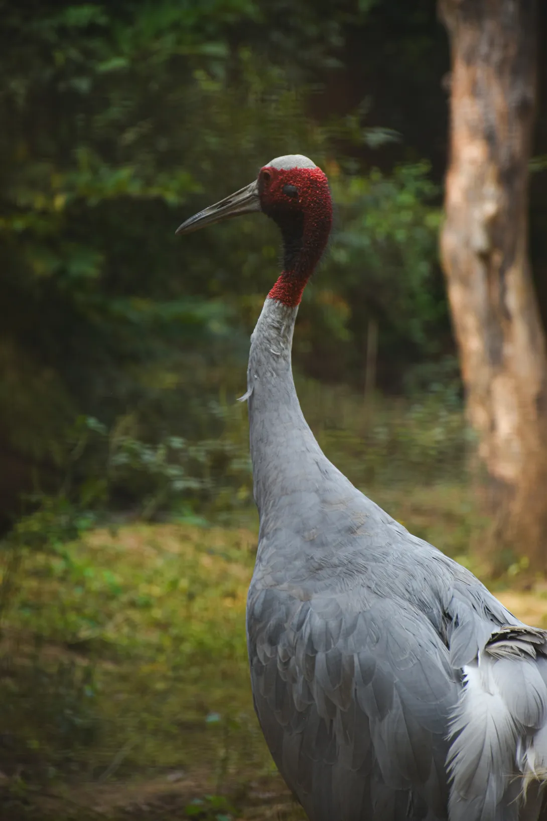 ranjana-rajput-jHgMSWNcE1g-unsplash