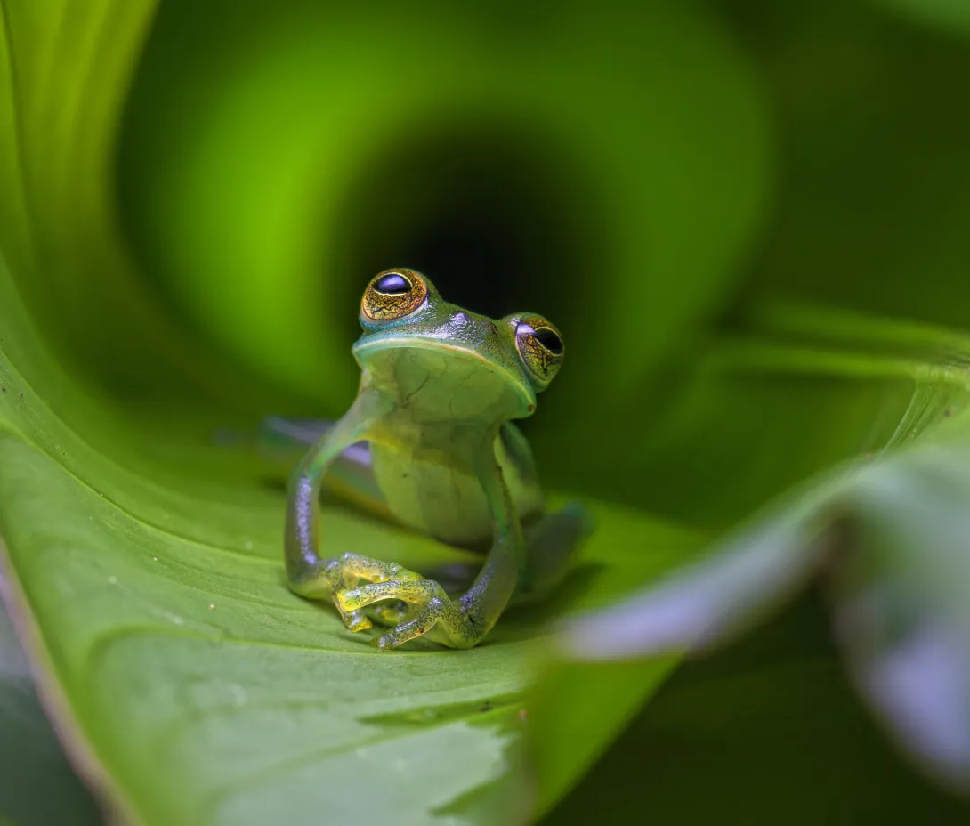 ASA_KBAnewsletter_credit_wirestock