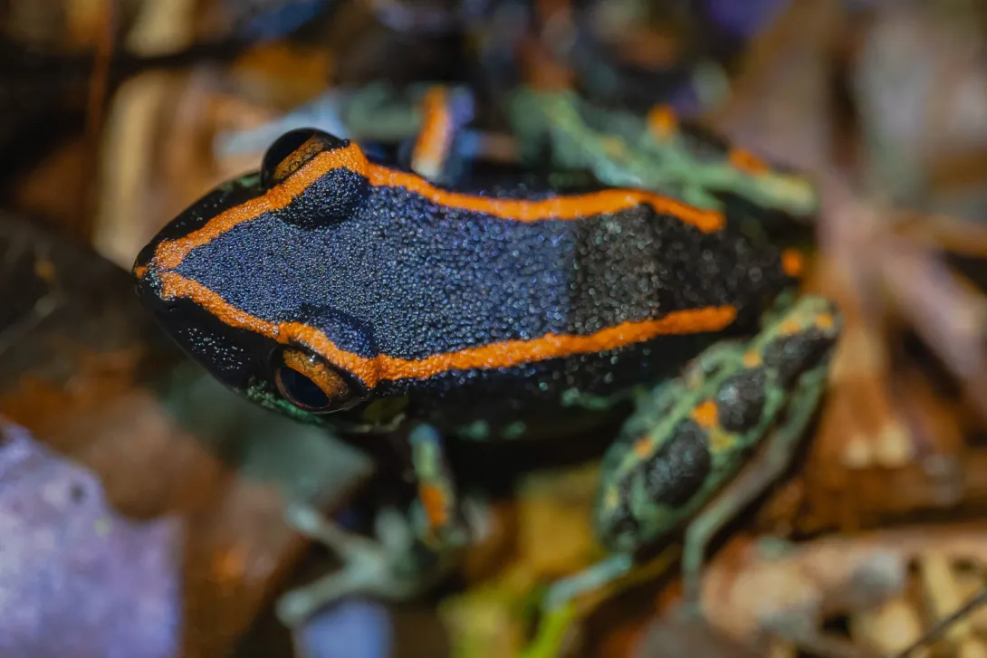 ASA_KBAnewsletter_credit_wirestock