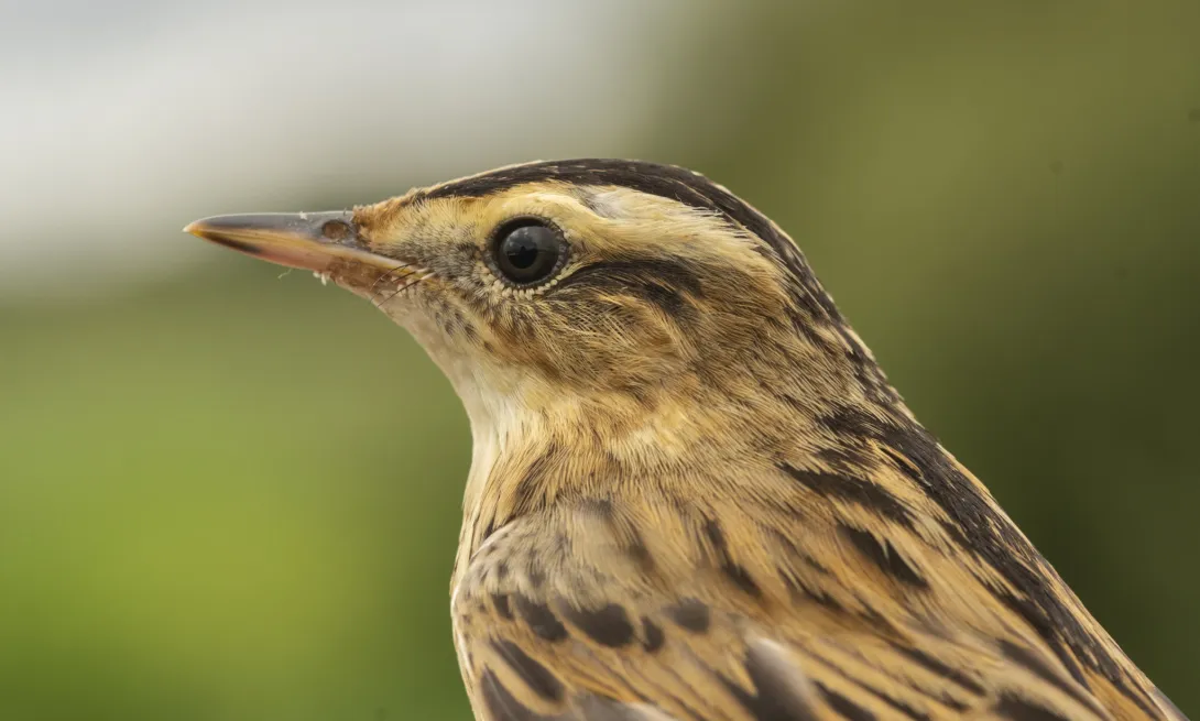 Aquatic warbler © ulysse_lafond