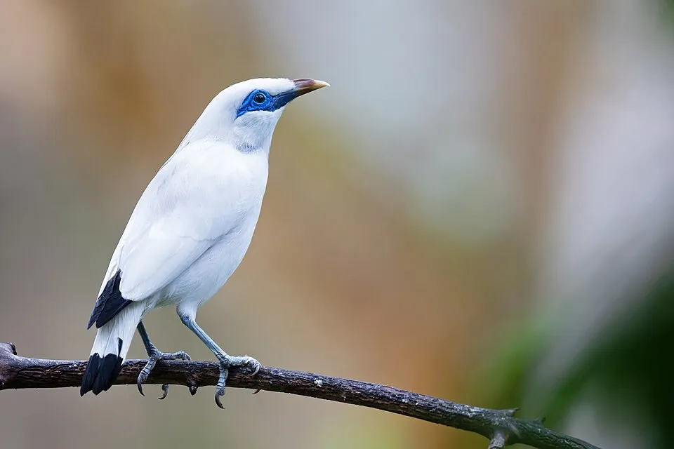 Bali_Myna