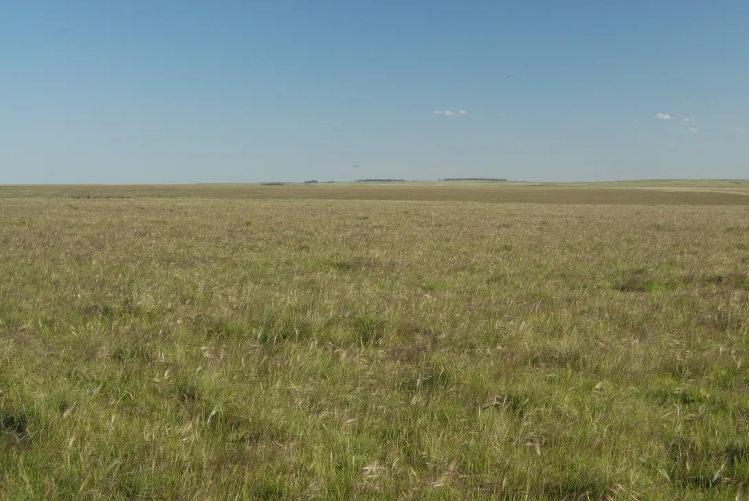 Fig 1_Native grasslands_0127