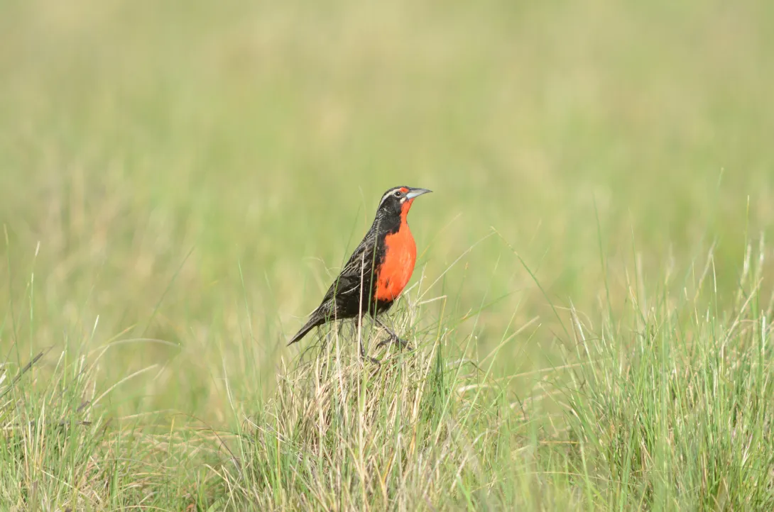 Pampas Meadowlark