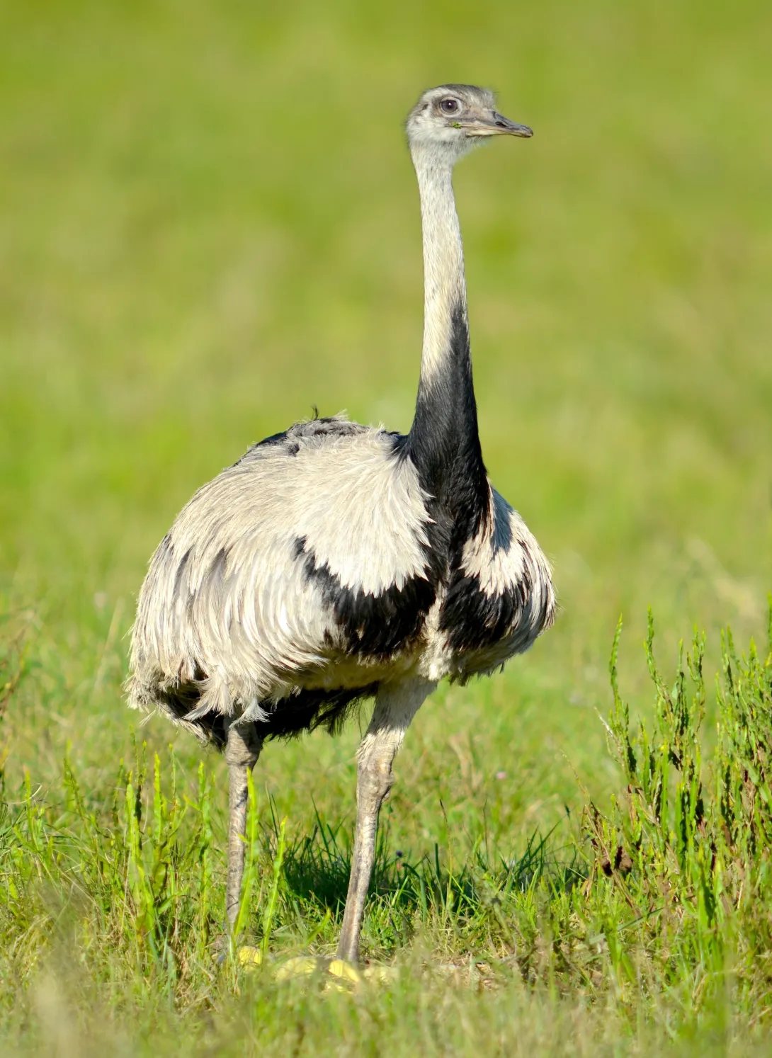 Fig 3_Male Greater Rhea at nest_0326 smaller