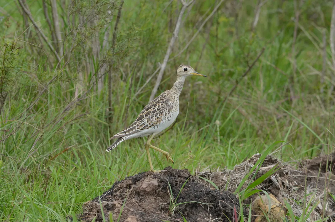Fig 4_Upland Sandpiper_8346