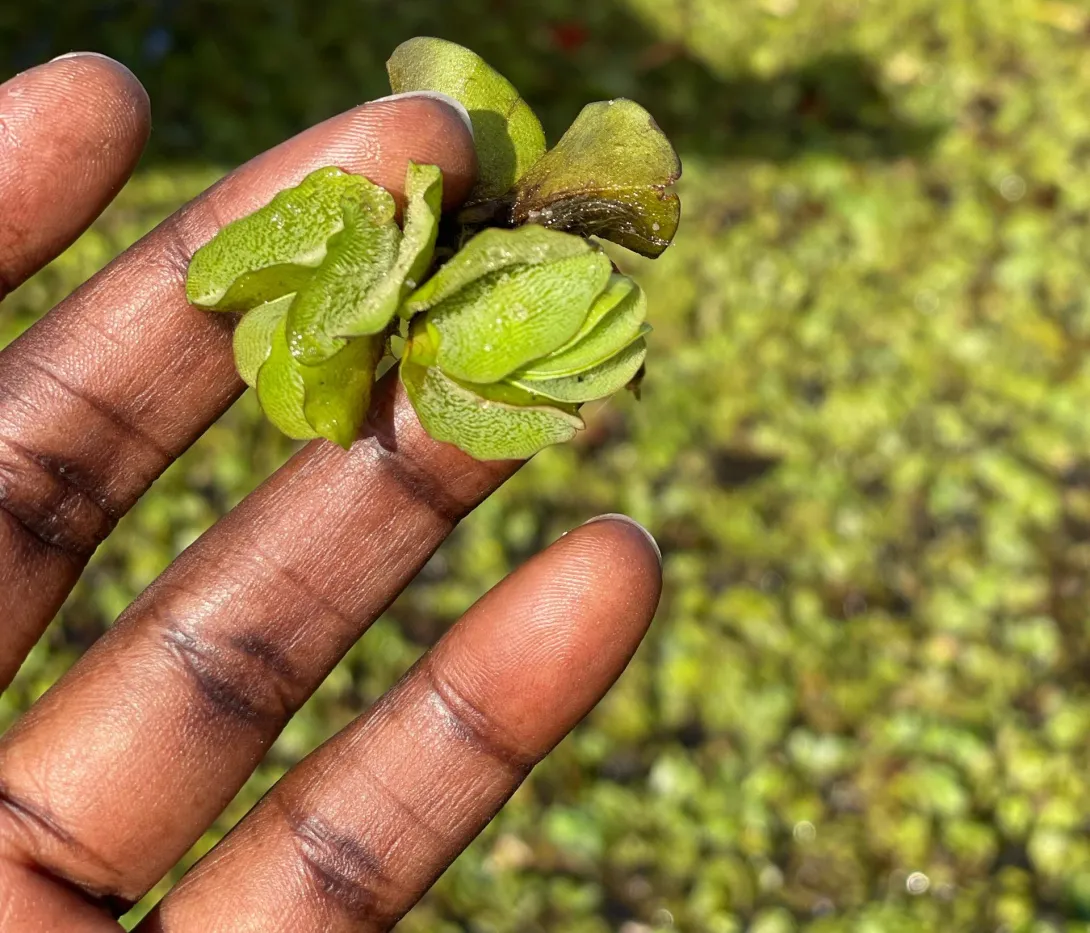 Salvinia spp@ Festus Massaho