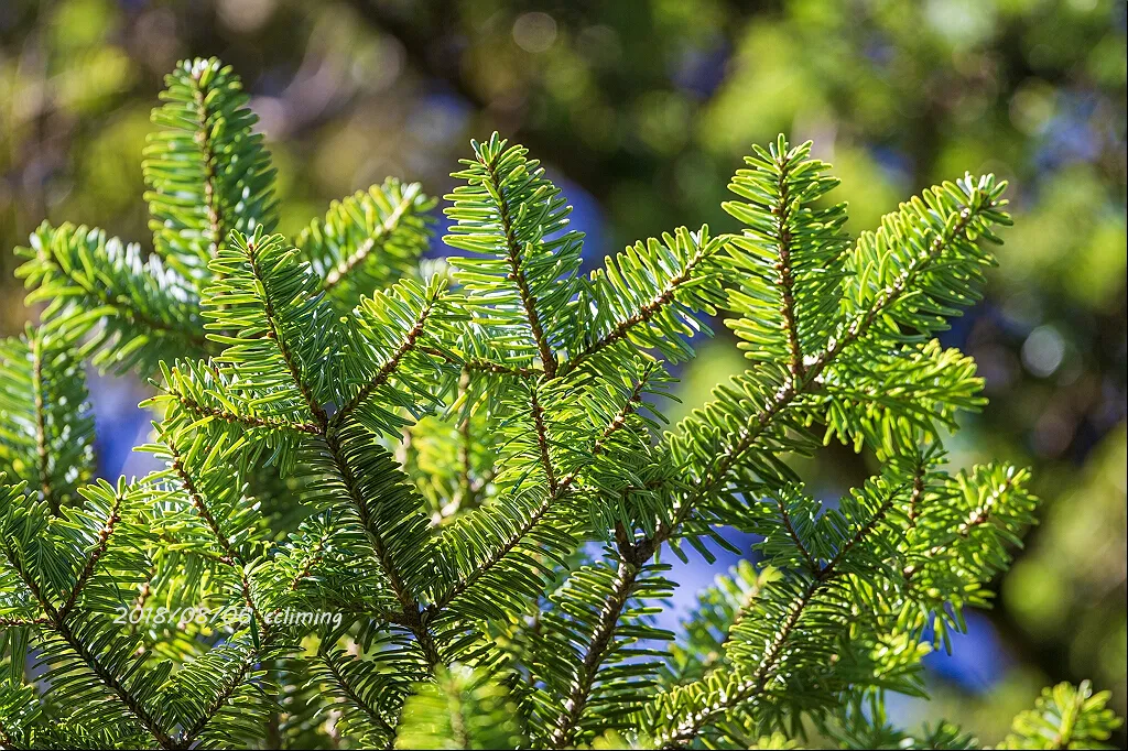 Abies beshanzuensis © CC黎明