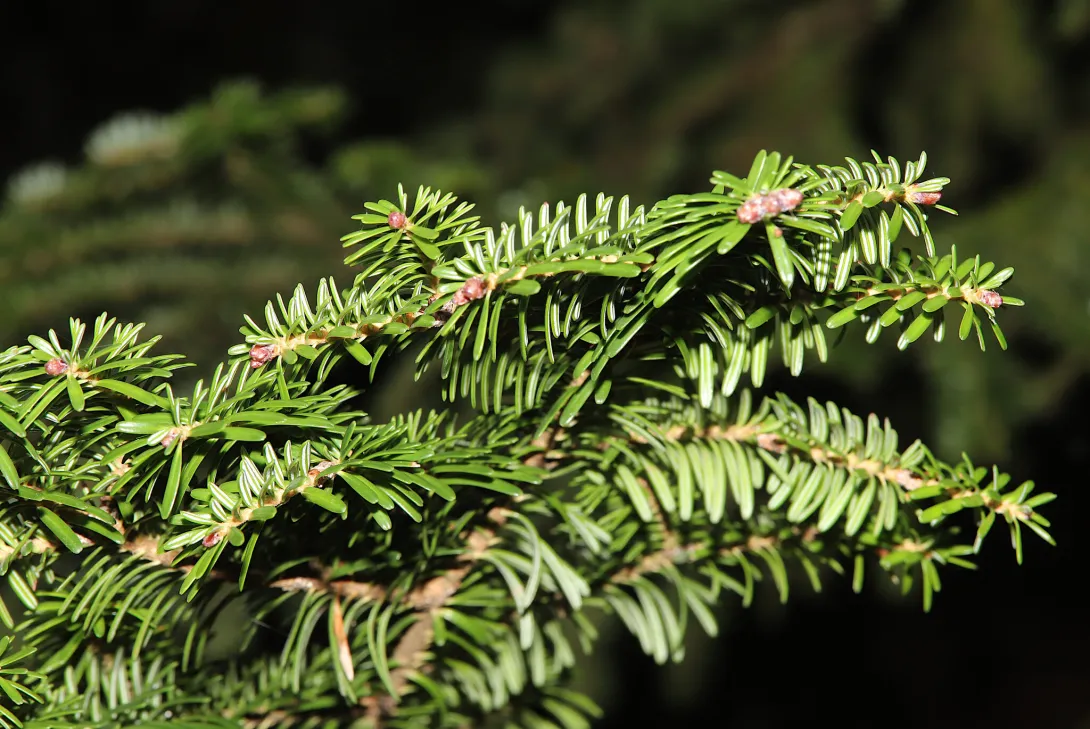 Abies nebrodensis © little_mud_fish