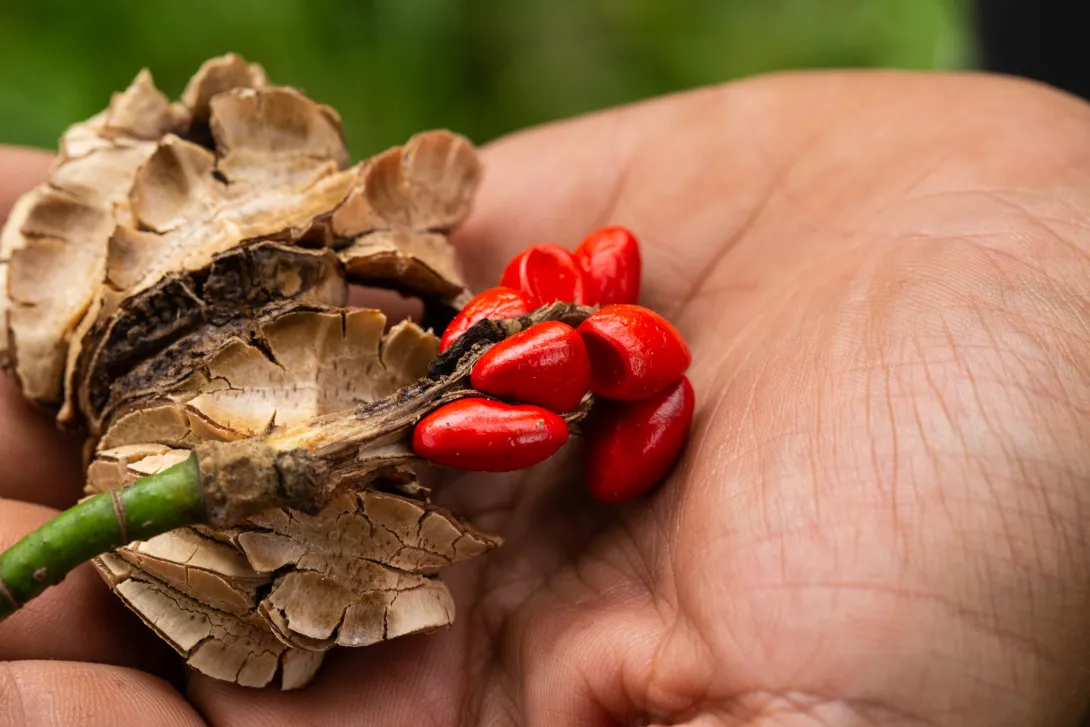 Fruit of Magnolia polyhypsophylla © Salvamontes
