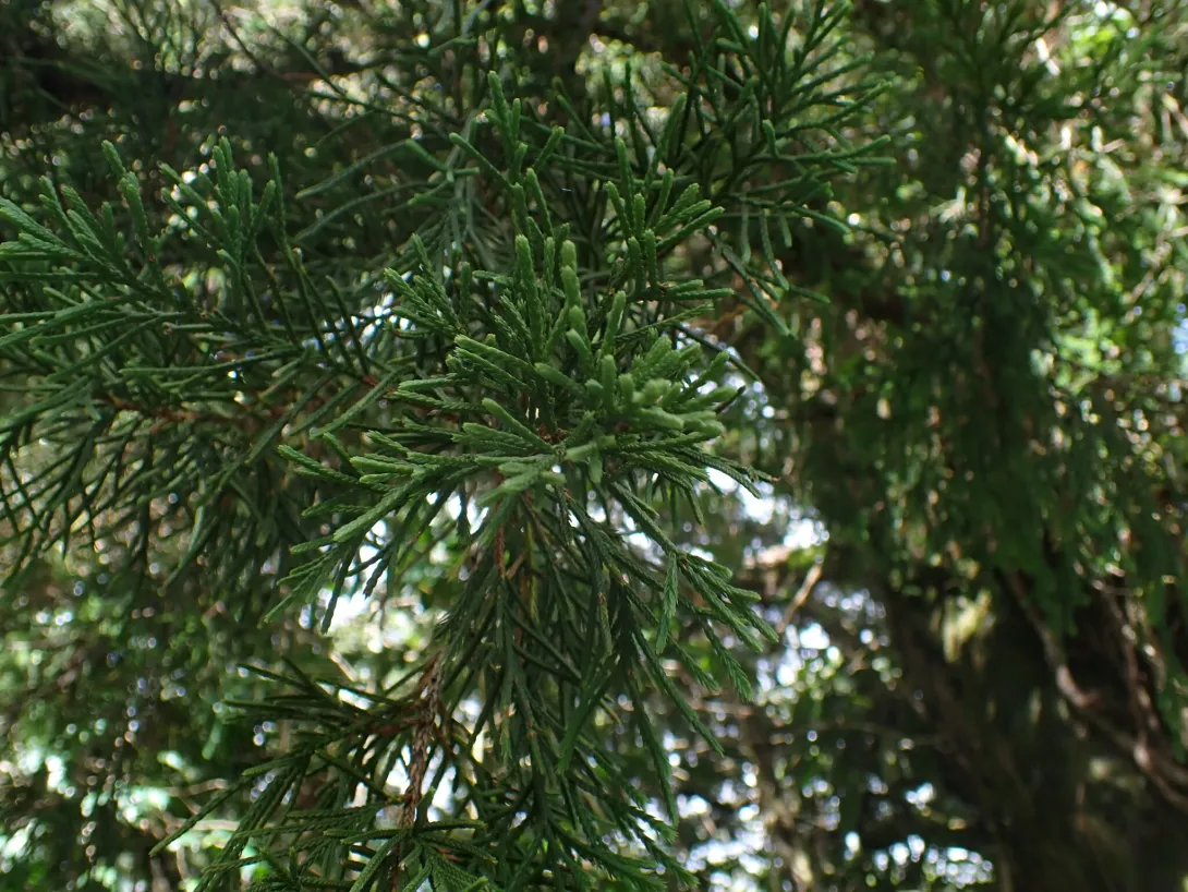 Juniperus bermudiana © Daniel Ward