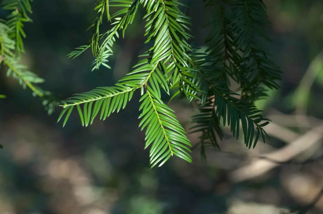 Taxus floridana © Moses J. Michelsohn