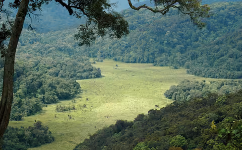 Bwindi Swamp by Andrew Plumptre