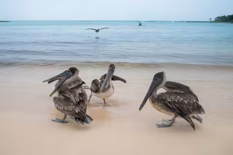 pelicans