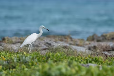 white bird header