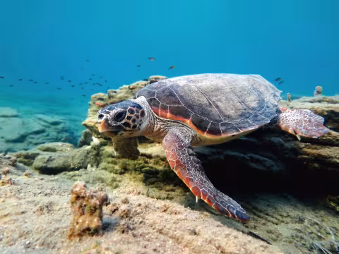 Caretta caretta © Roberto Pillon