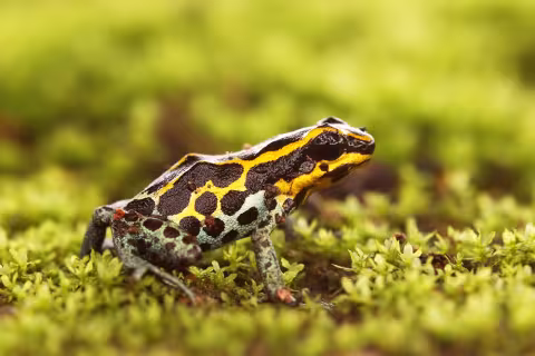 Ranitomeya amazonica