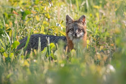 Gray fox (Urocyon cinereoargenteus) - Duck, North Carolina
