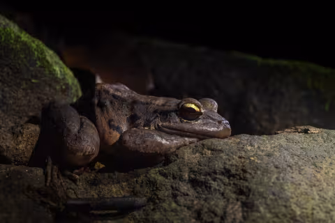 Leptodactylus fallax. Dominica.