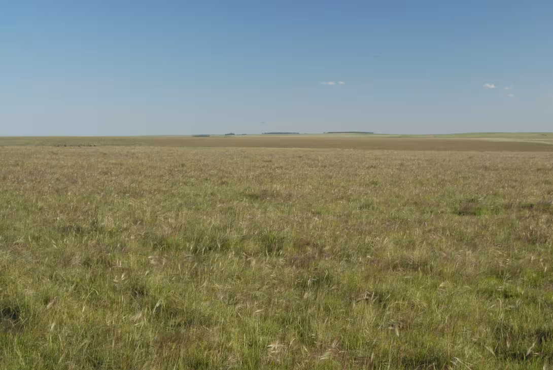 Fig 1_Native grasslands_0127
