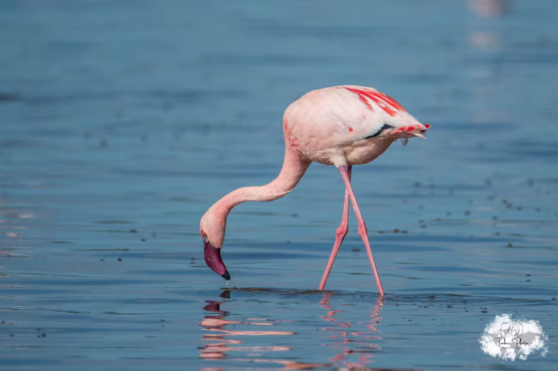 Lesser Flamingo © Loustiboom