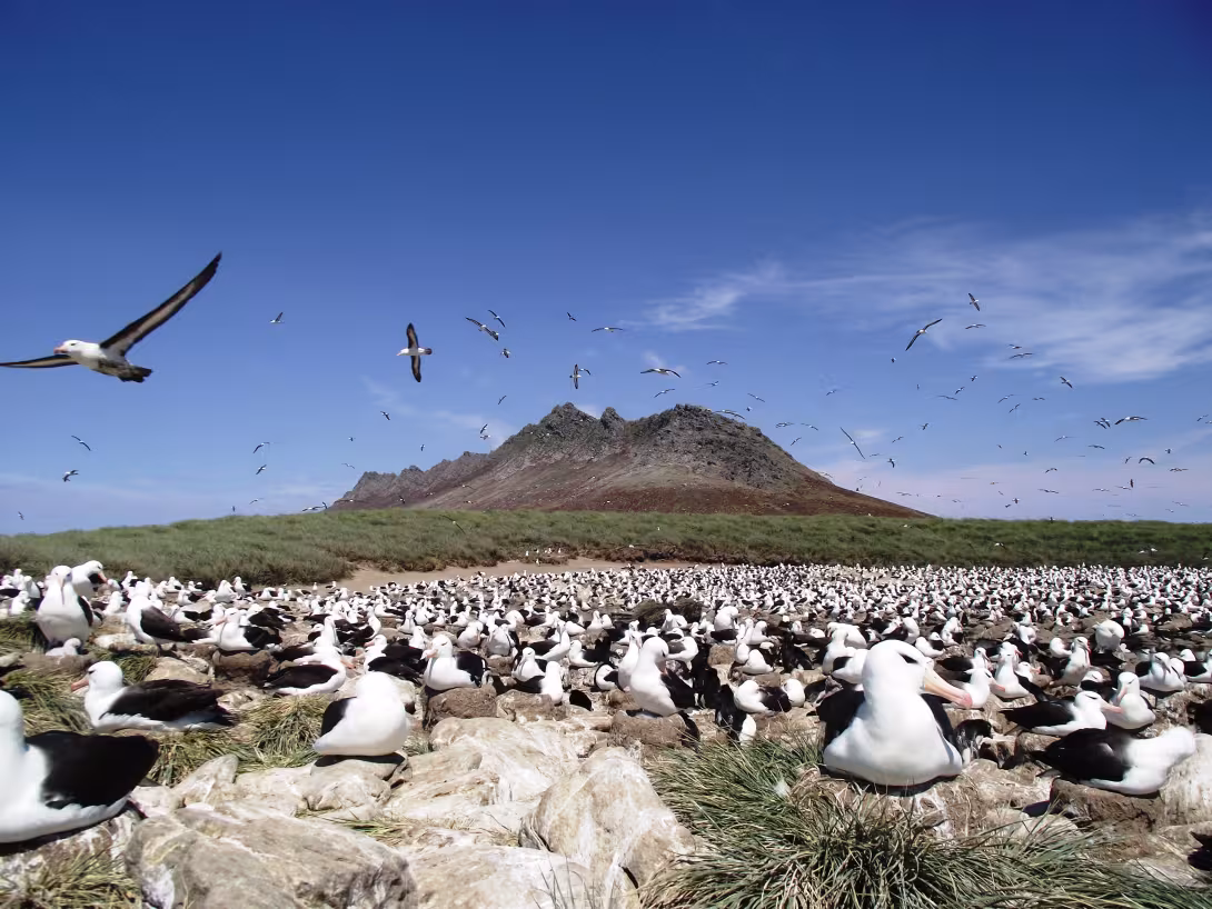 Black-browed Albatross © Jonathan Handley